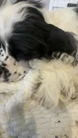 Rocky, a male Cocker Spaniel for sale in Hesperia, CA – 4 of 4
