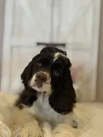 Ace, a male Cocker Spaniel for sale in Hesperia, CA – 2 of 4