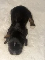 Tucker, a male Cocker Spaniel for sale in Hesperia, CA – 5 of 5
