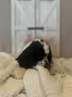 Rocky, a male Cocker Spaniel for sale in Hesperia, CA – 2 of 4
