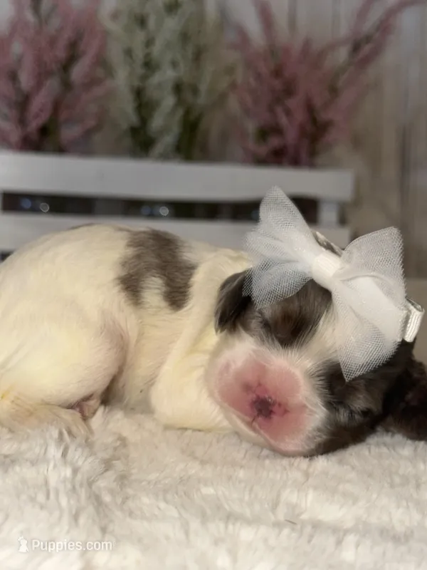 Basil – Cocker Spaniel puppy for sale in Hesperia, CA