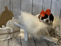 Elena, a female Cocker Spaniel for sale in Oak Hills, CA – Photo 9 of 9