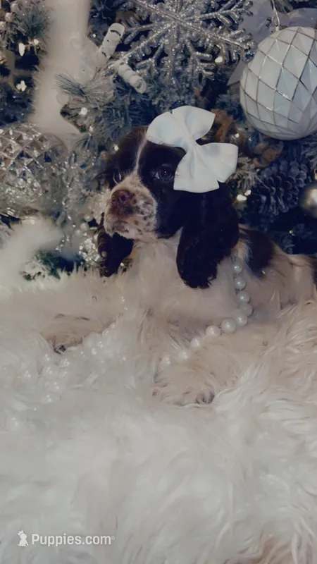 Elena, a female Cocker Spaniel for sale in Oak Hills, CA – Photo 1 of 9