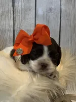 Elena, a female Cocker Spaniel for sale in Oak Hills, CA – Photo 8 of 9