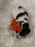 Elena, a female Cocker Spaniel for sale in Oak Hills, CA – Photo 7 of 9