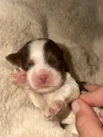 Abby, a female Cocker Spaniel for sale in Hesperia, CA – 4 of 4