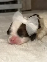 Ashley, a female Cocker Spaniel for sale in Hesperia, CA – 4 of 4