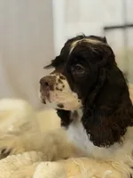 Ace, a male Cocker Spaniel for sale in Hesperia, CA – 4 of 4