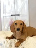 Cody, a male Miniature Dachshund for sale in Hesperia, CA – 4 of 5