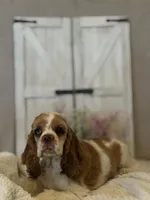Carter, a male Cocker Spaniel for sale in Hesperia, CA – 3 of 5