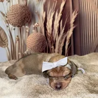 Daphne, a female Miniature Dachshund for sale in Oak Hills, CA – Photo 6 of 8