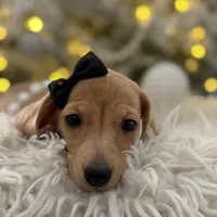 Daphne, a female Miniature Dachshund for sale in Oak Hills, CA – Photo 4 of 8