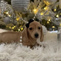 Daphne, a female Miniature Dachshund for sale in Oak Hills, CA – Photo 5 of 8