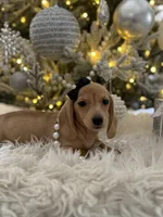 Daphne, a female Miniature Dachshund for sale in Oak Hills, CA – Photo 5 of 8