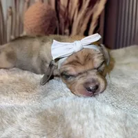 Daphne, a female Miniature Dachshund for sale in Oak Hills, CA – Photo 7 of 8