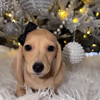 Daphne, a female Miniature Dachshund for sale in Oak Hills, CA – Photo 1 of 8