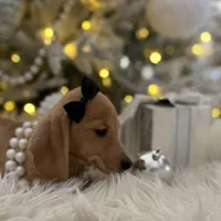 Daphne, a female Miniature Dachshund for sale in Oak Hills, CA – Photo 3 of 8