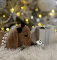 Daphne, a female Miniature Dachshund for sale in Oak Hills, CA – Photo 3 of 8