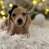 Daphne, a female Miniature Dachshund for sale in Oak Hills, CA – Photo 2 of 8