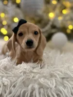 Daphne, a female Miniature Dachshund for sale in Oak Hills, CA – Photo 2 of 8