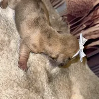 Daphne, a female Miniature Dachshund for sale in Oak Hills, CA – Photo 8 of 8