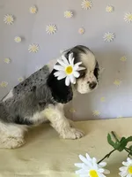 Daisy, a female Cocker Spaniel for sale in Oak Hills, CA – Photo 2 of 4