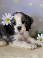 Daisy, a female Cocker Spaniel for sale in Oak Hills, CA – Photo 3 of 4