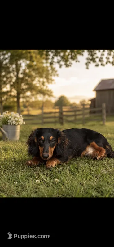 Scooby long hair – Miniature Dachshund puppy for sale in Hesperia, CA