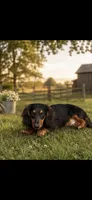 Scooby long hair, a male Miniature Dachshund for sale in Hesperia, CA – 1 of 1
