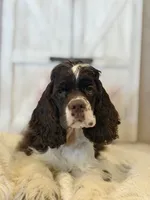 Ace, a male Cocker Spaniel for sale in Hesperia, CA – 1 of 4