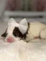 Ashley, a female Cocker Spaniel for sale in Hesperia, CA – 2 of 4