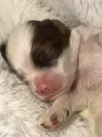 Ashley, a female Cocker Spaniel for sale in Hesperia, CA – 3 of 4