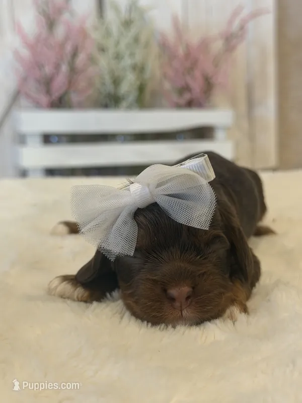 Bella – Cocker Spaniel puppy for sale in Hesperia, CA