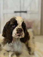 Leo, a male Cocker Spaniel for sale in Hesperia, CA – 2 of 5
