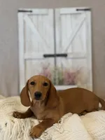 Cody, a male Miniature Dachshund for sale in Hesperia, CA – 5 of 5