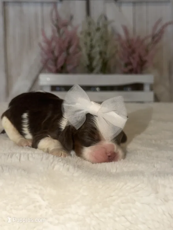 Abby – Cocker Spaniel puppy for sale in Hesperia, CA