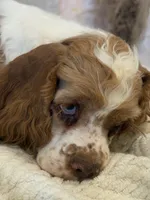 Carter, a male Cocker Spaniel for sale in Hesperia, CA – 2 of 5