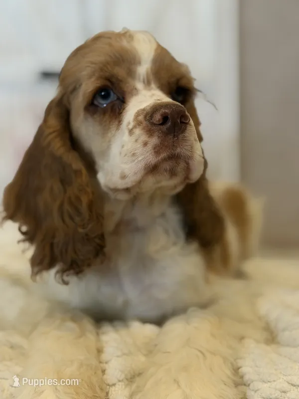 Carter – Cocker Spaniel puppy for sale in Hesperia, CA
