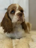 Carter, a male Cocker Spaniel for sale in Hesperia, CA – 1 of 5