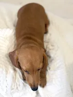 Cody, a male Miniature Dachshund for sale in Hesperia, CA – 3 of 5