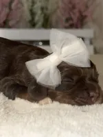 Bella, a female Cocker Spaniel for sale in Hesperia, CA – 2 of 3