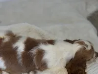 Carter, a male Cocker Spaniel for sale in Hesperia, CA – 5 of 5