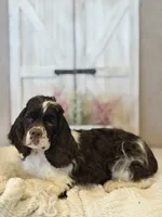 Ace, a male Cocker Spaniel for sale in Hesperia, CA – 3 of 4