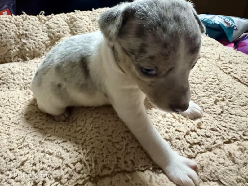 Merlin – Rat Terrier puppy for sale in New Boston, MO