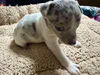 Merlin, a male Rat Terrier for sale in New Boston, MO – Photo 1 of 4