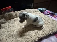 Merlin, a male Rat Terrier for sale in New Boston, MO – Photo 3 of 4