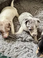 Merlin, a male Rat Terrier for sale in New Boston, MO – Photo 2 of 4