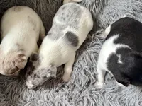 Merlin, a male Rat Terrier for sale in New Boston, MO – Photo 4 of 4