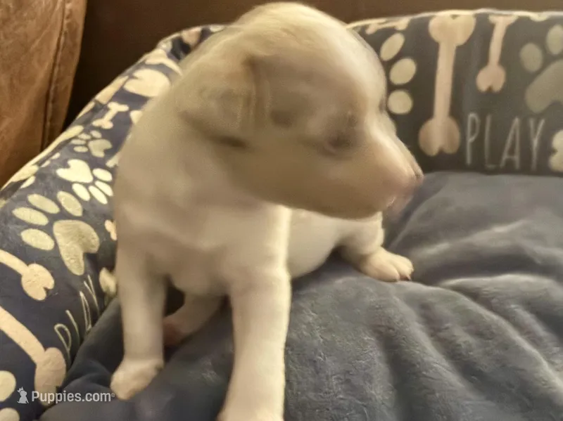 Chocolate Chip – Rat Terrier puppy for sale in New Boston, MO