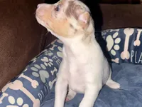 Chocolate Chip, a male Rat Terrier for sale in New Boston, MO – Photo 2 of 5